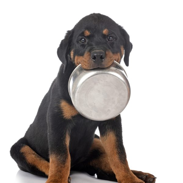 orama-pets-dog